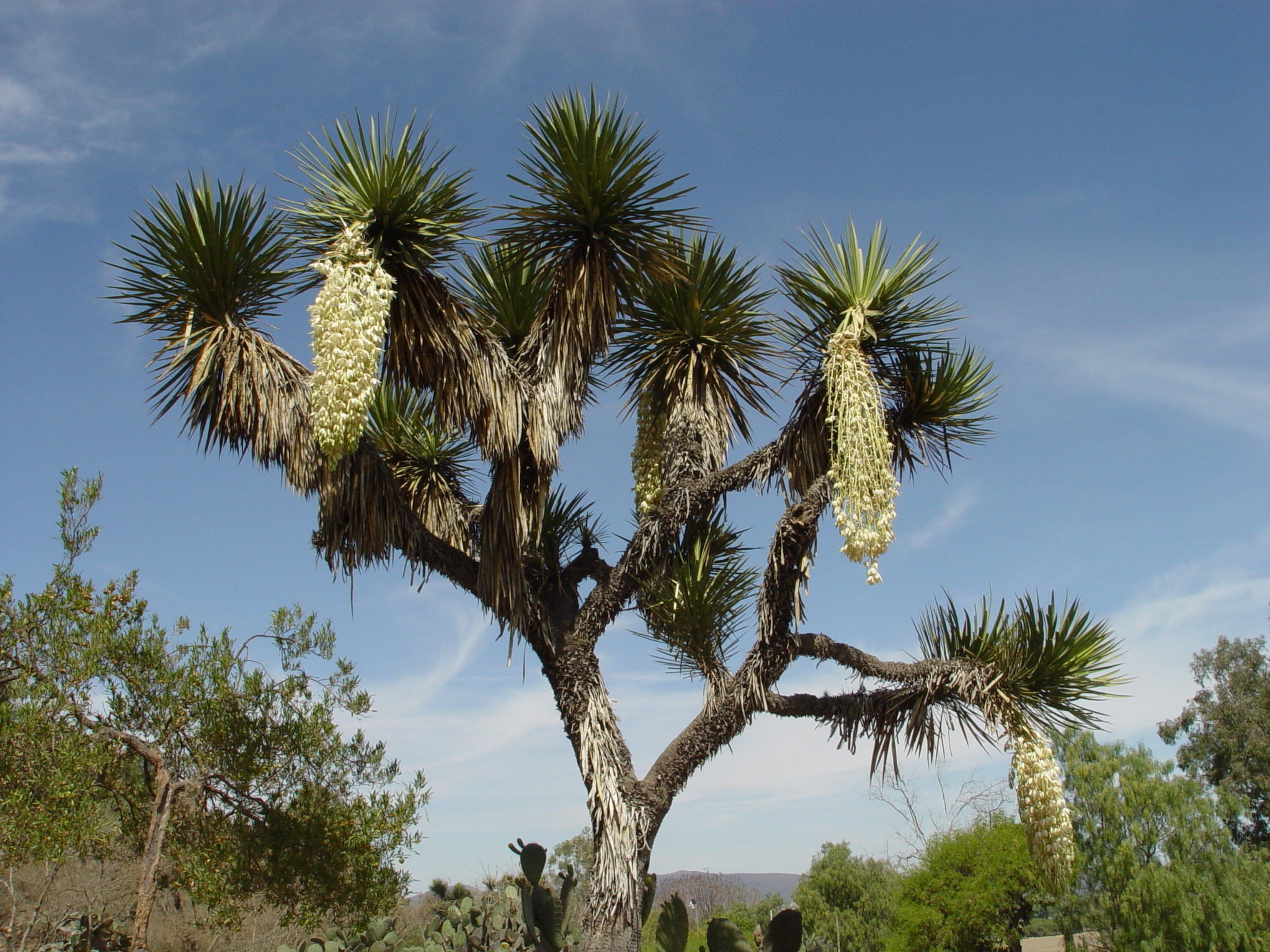 Yucca filifera 